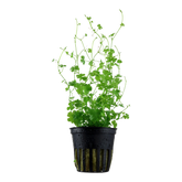039B Hydrocotyle tripartita
